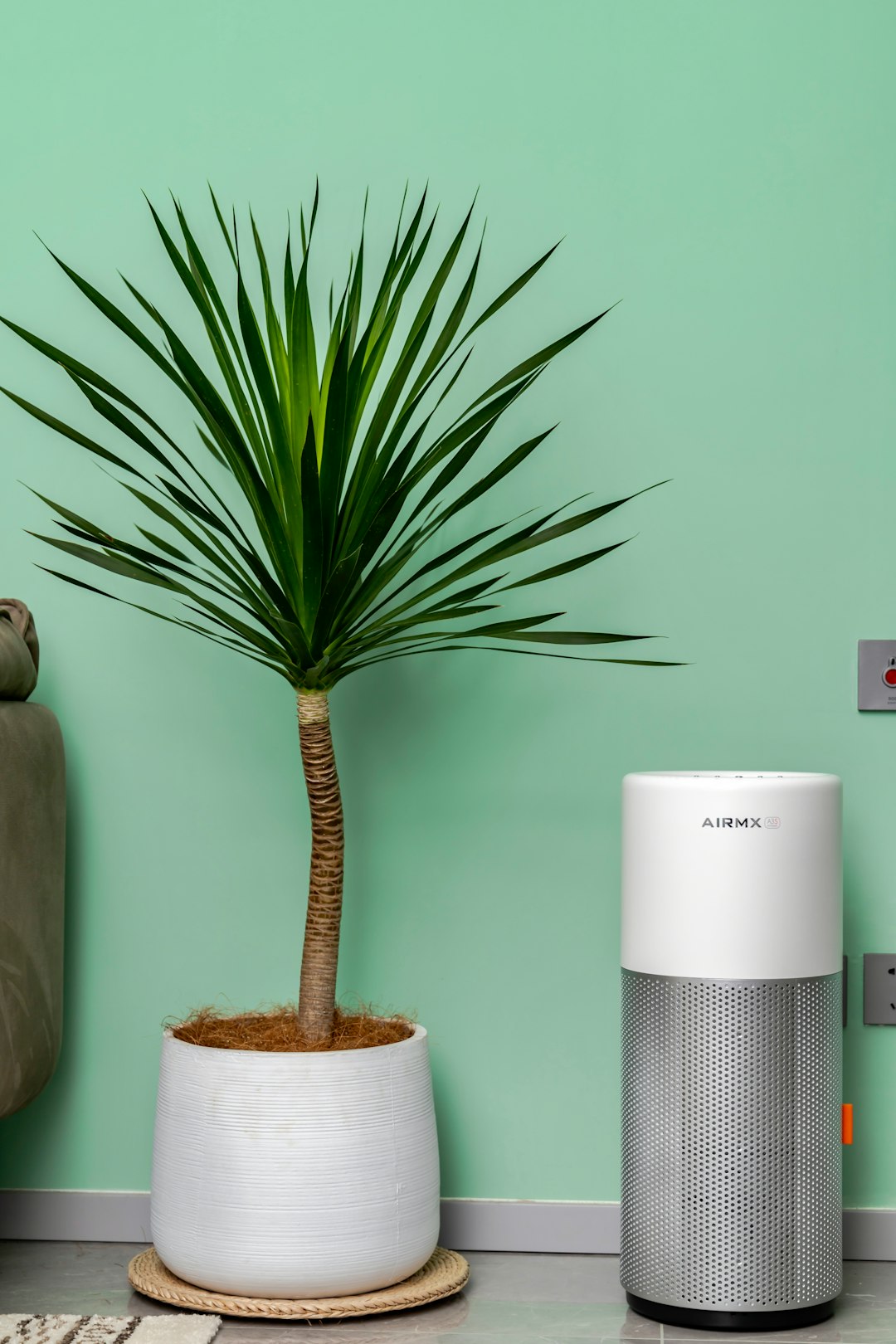 a-plant-in-a-pot-next-to-an-air-purifier-s9vzehixd1c