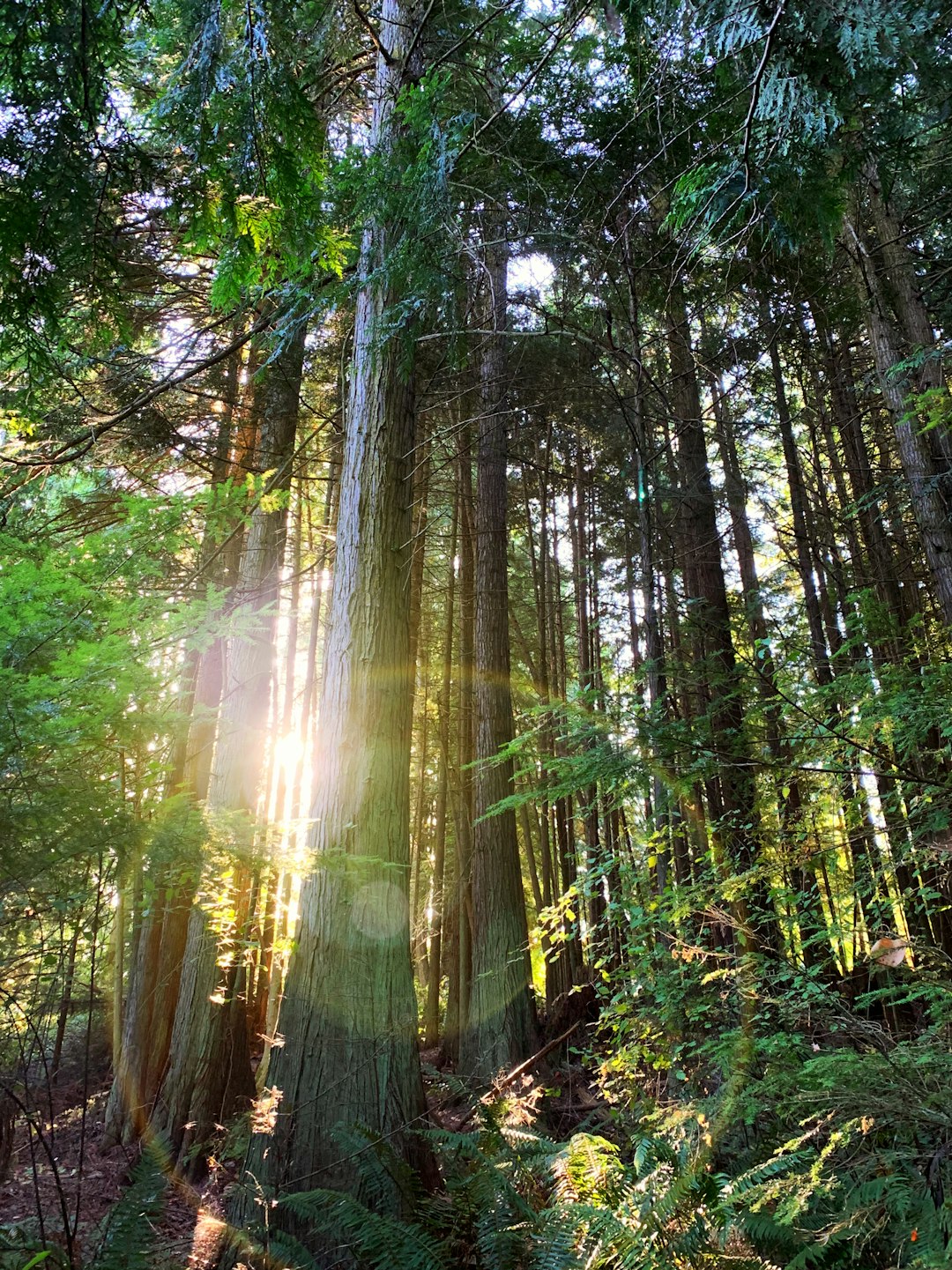 View from my tent on a fresh summer morning in the Pacific Northwest.